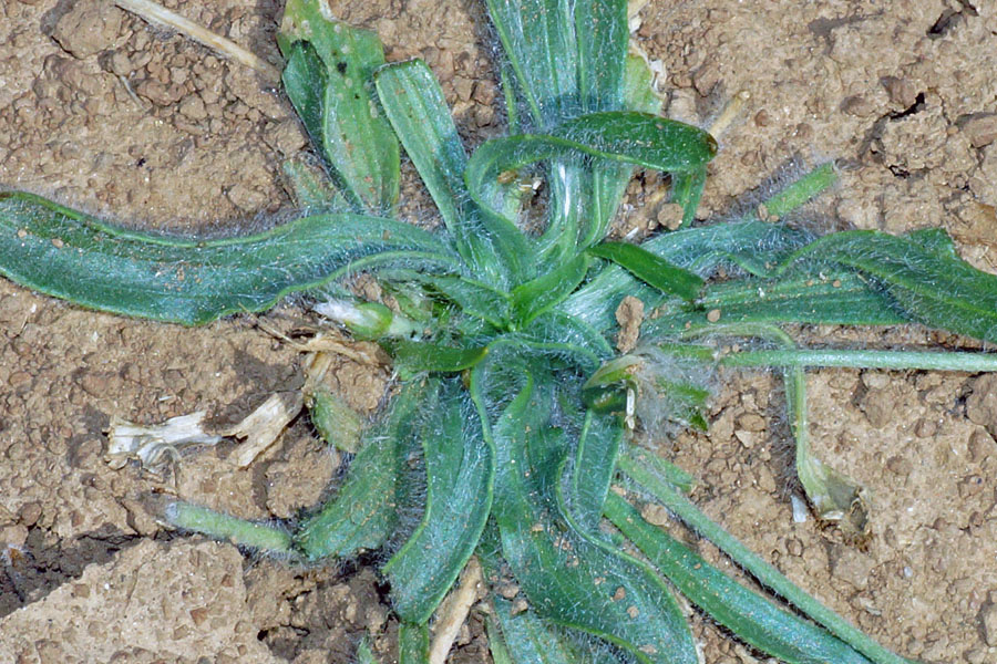 Sardegna centro-orientale (NU): Plantago lanceolata.